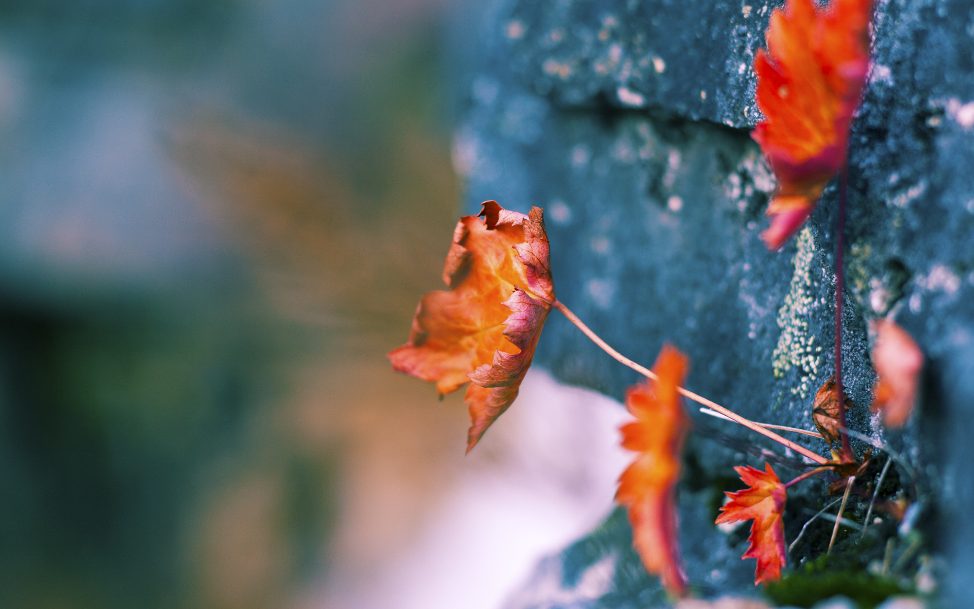 美国队稳定发挥赢得观众热烈掌声，美国队稳定发挥赢得观众热烈掌声的原因